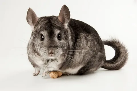 Chinchilla Names