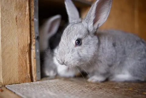 gray rabbit names