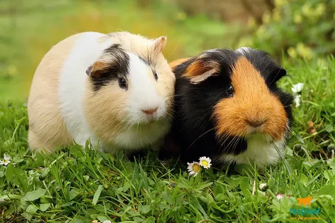 Guinea Pig Names