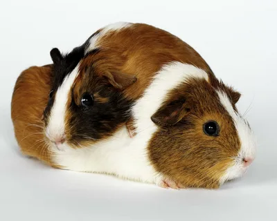 Guinea Pig Names