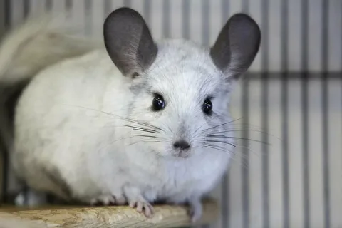 Chinchilla Names