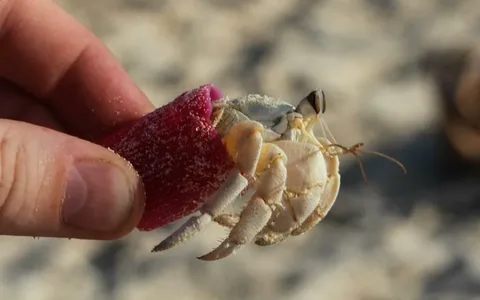 Hermit Crab Names