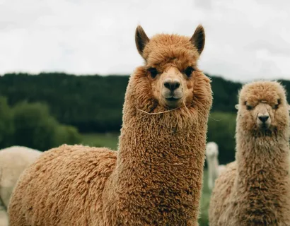 alpaca names