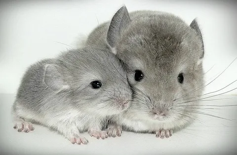 Chinchilla Names