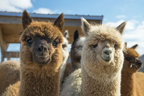 alpaca names