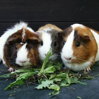 Guinea Pig Names