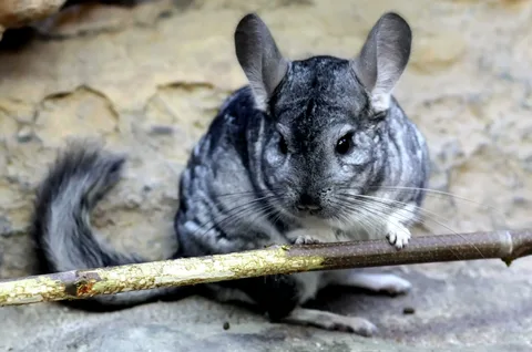 Chinchilla Names