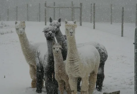 alpaca names