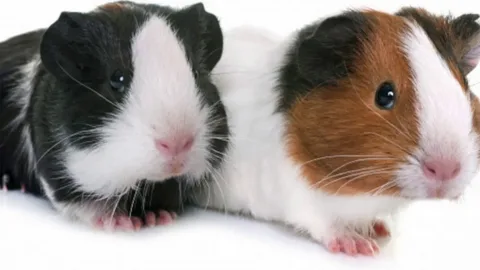 Guinea Pig Names