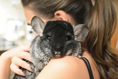 Chinchilla Names