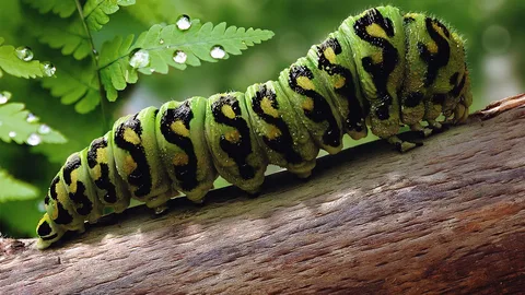 Caterpillar Names