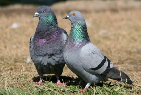 Pigeon Names