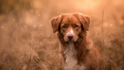 Red Dog Names