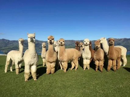 alpaca names