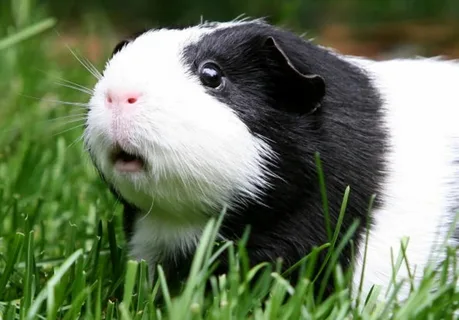 Guinea Pig Names