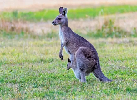 Kangaroo Names