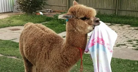 alpaca names