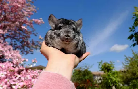 Chinchilla Names