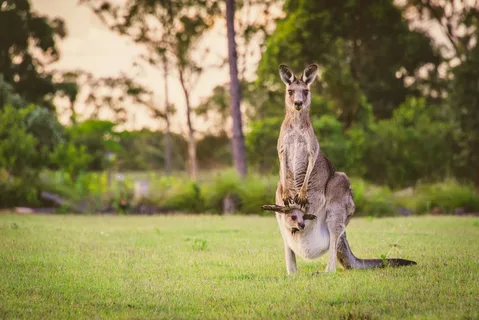 Kangaroo Names