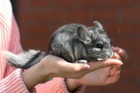 Chinchilla Names