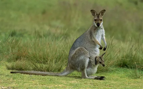 Kangaroo Names