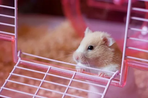 hamster names