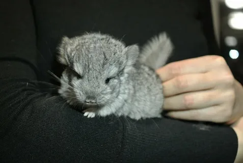 Chinchilla Names