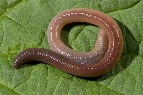 Worm Names