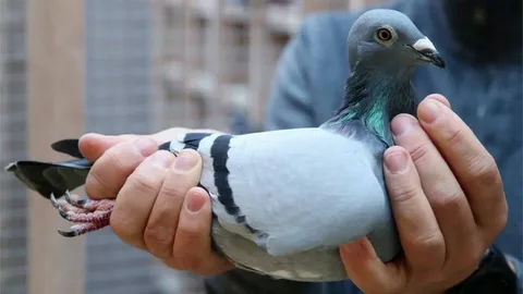 Pigeon Names