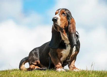 Hound Dog Names