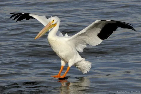 Pelican Names