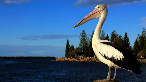 Pelican Names