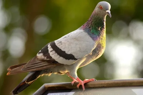 Pigeon Names