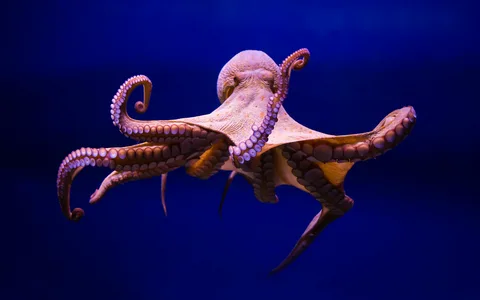 Octopus Names