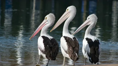 Pelican Names