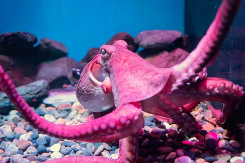 Octopus Names