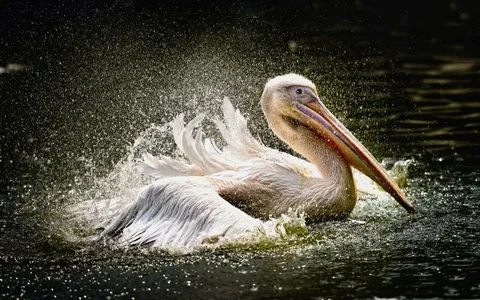 Pelican Names