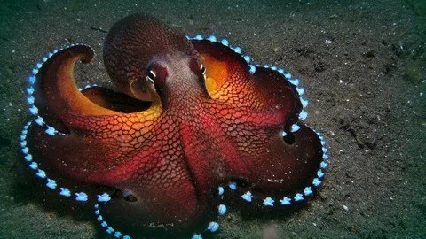 Octopus Names