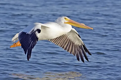 Pelican Names