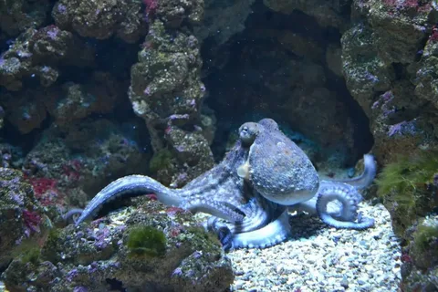 Octopus Names