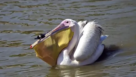 Pelican Names