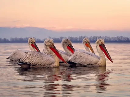 Pelican Names