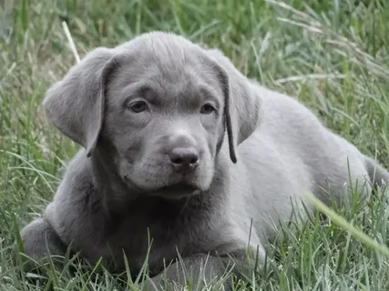 Silver dog names