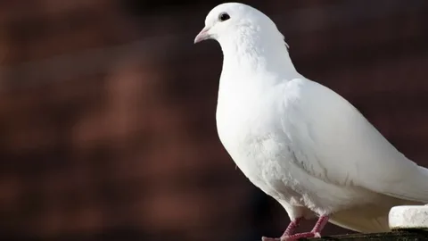 Pigeon Names