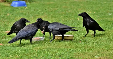 Crow names