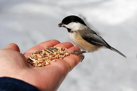 Bird names