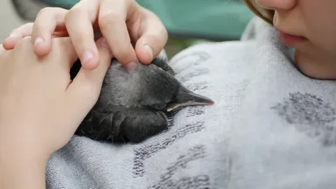 Crow names