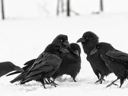 Crow names