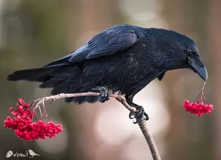 Crow names