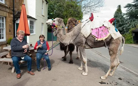 Camel names